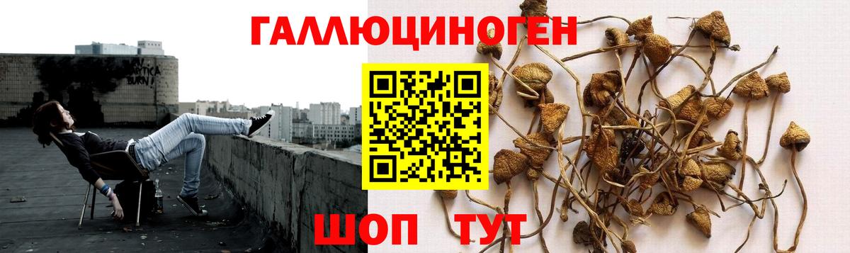 Псилоцибиновые грибы Psilocybe Кандалакша